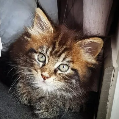 mainecoon_instafrenchriviera profile