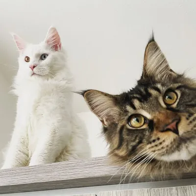 MaineCoonBrothers profile