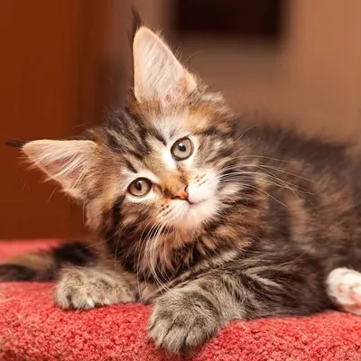 Mainecoon Cats ๐ฏ profile