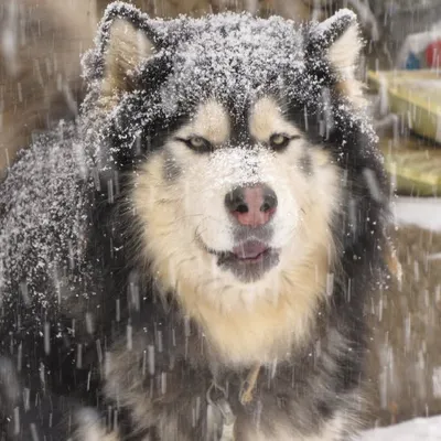Malamute Moments profile