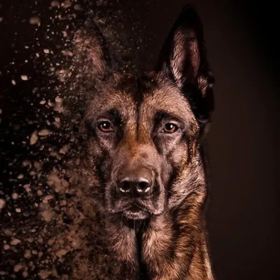 Belgian Malinois profile
