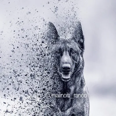Photography | Malinois profile
