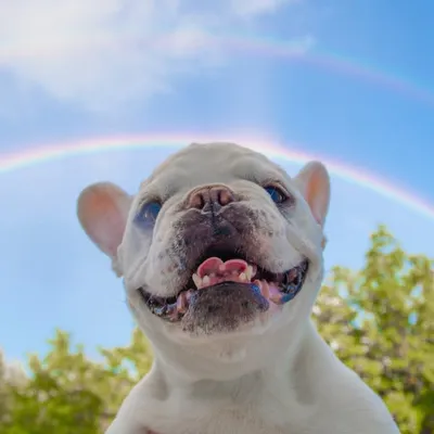 Mallow Frenchie profile