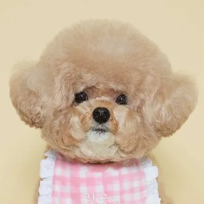 크림푸들 말숙이🐻 profile
