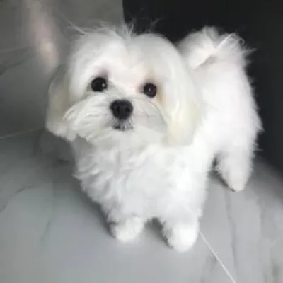 Maltese profile