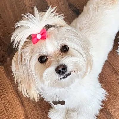 Снежинка 🐶 Maltese profile