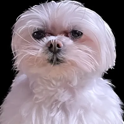Catarino ๐ถ๐พ ๐ค๐๐ฌ๐ง profile