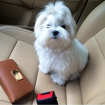 Maltese Toy Dogs profile