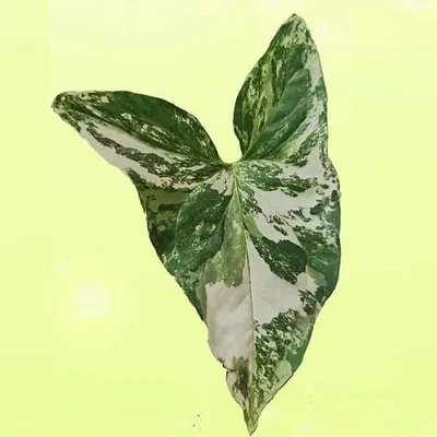 Maluco das Plantas profile