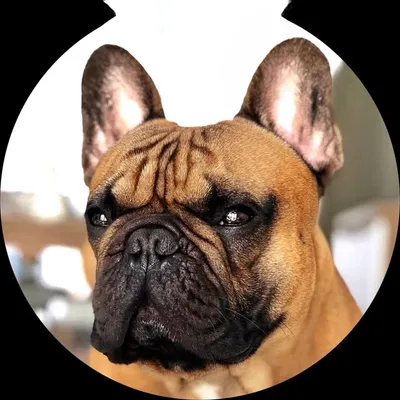 M A M B O ๐พ profile