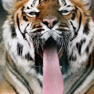 ANIMALS ๐ฏ๐ง๐๐ฆ๐ profile