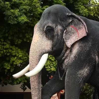 മംഗലാംകുന്ന് അയ്യപ്പൻ profile