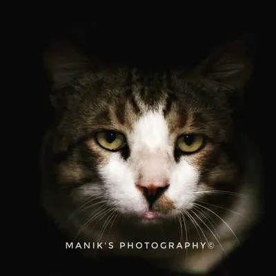Manik's Photography© profile