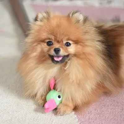 Manis The Pomeranian profile