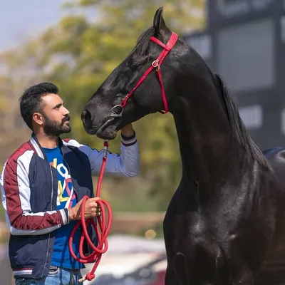 Mann Horse Photography profile
