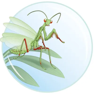 Mantibulle profile