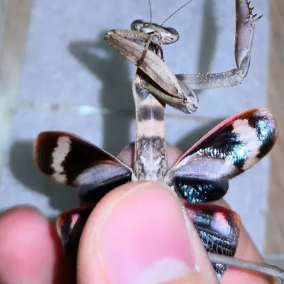 mantis ispod profile