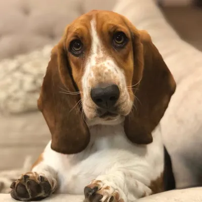 Maple 🐶❤️ profile