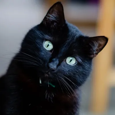 Marcel profile