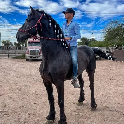 Marco Ramirez 🐴 profile