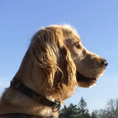 marie_the_golden_cocker profile