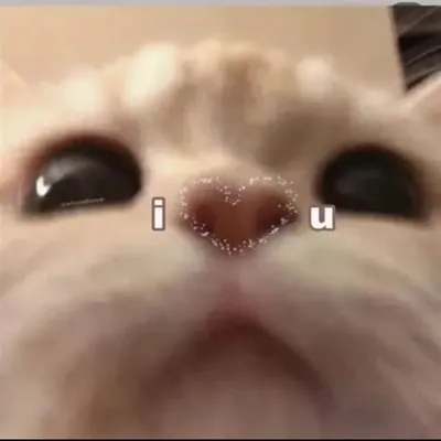 ๐๐พ๐๐๐ถ๐ ๐น๐พ๐ถ๐๐ ๐ท๐ โณ๐ถ๐๐พ๐ ๐ profile