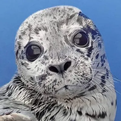 BC Marine Mammal Rescue Society profile