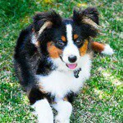 Marleau the Mini Aussie profile