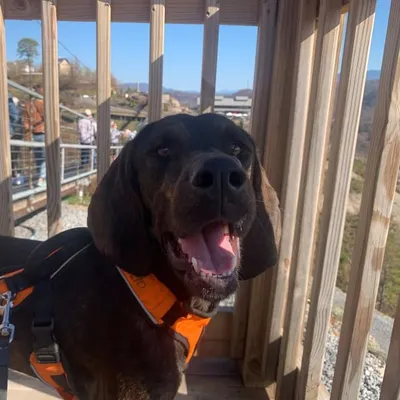 Marley the Plott Hound Rescue profile