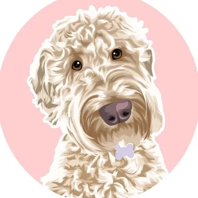 Marmalade the Labradoodle profile