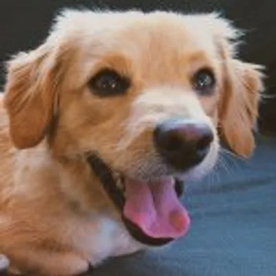 Marty The Dog profile