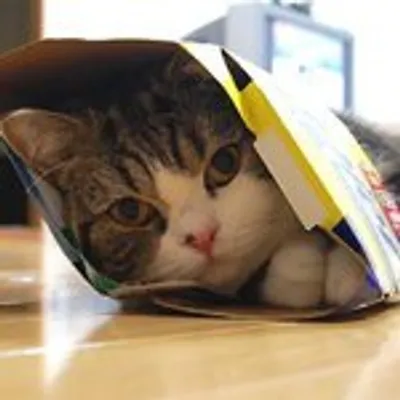 Maru the Cat profile
