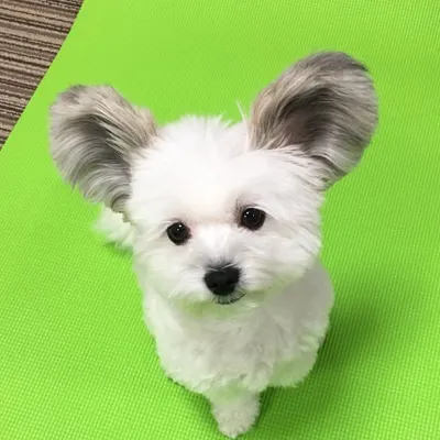 まるぱぴ ゴマ profile