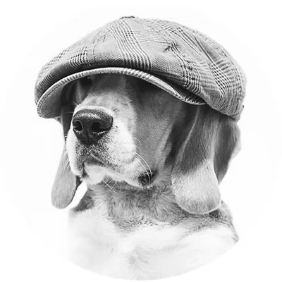 ✪ Marvel Ze Super Beagle profile