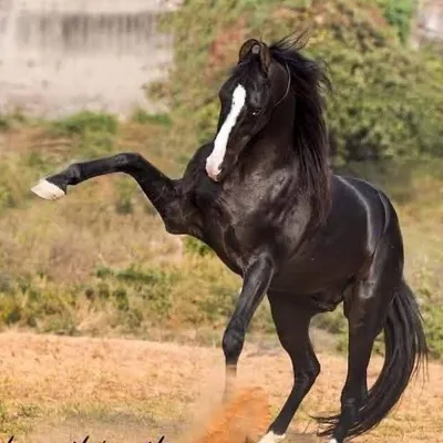 marwari_horse_world92 ๐ด profile