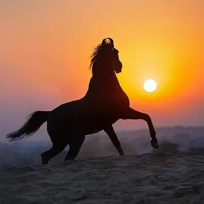 Marwari Horse Lovers profile