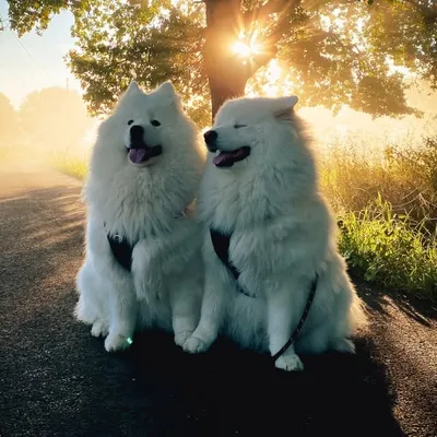 Samoyeds Mascotte & Odette ๐๐๐ profile