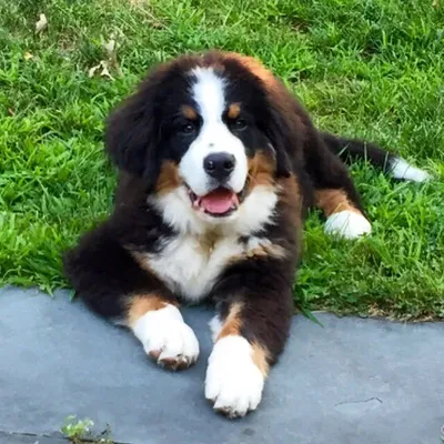 Mason the Berner profile