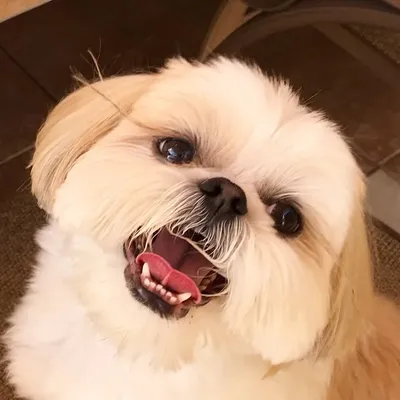 Mason the Shih Tzu ๐พ profile