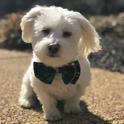 Yoda profile