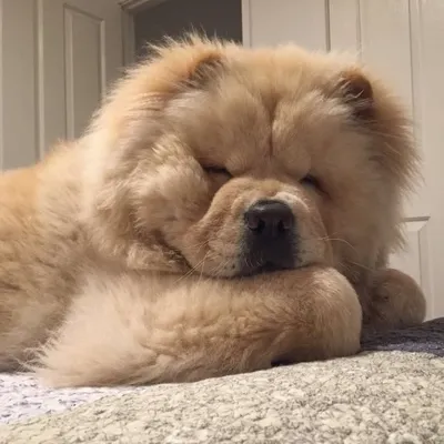 Master Cloud Chow profile