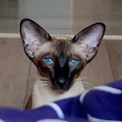 Matilda profile