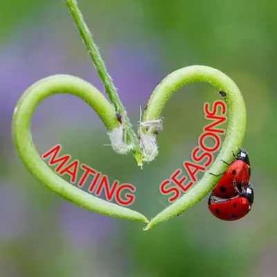 Mating Seasons profile