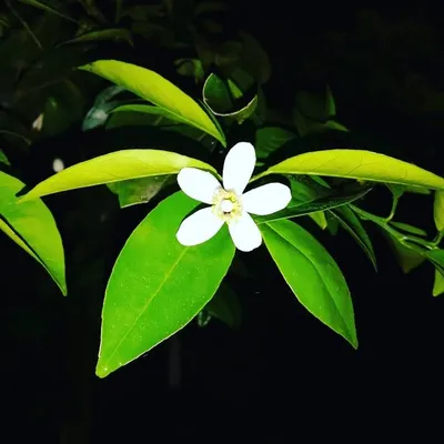 Mato de Jardim profile