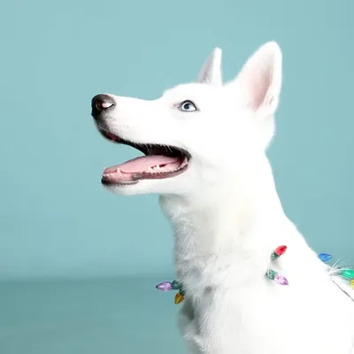 Maui 🐾 profile