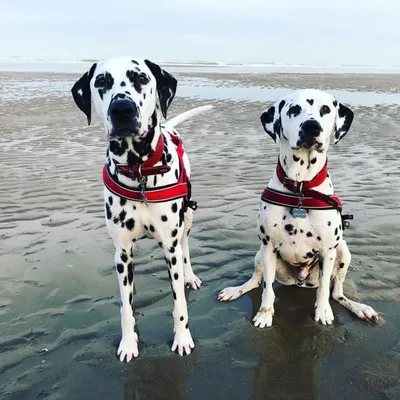 Maurice & Cooper profile