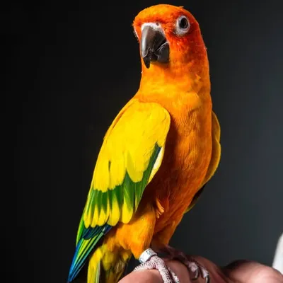 Maverick The Parrot profile