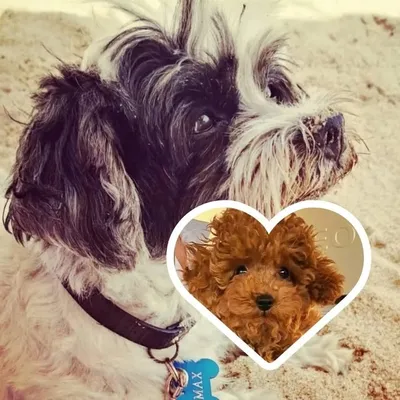Max and Mia profile