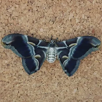 max.insects profile