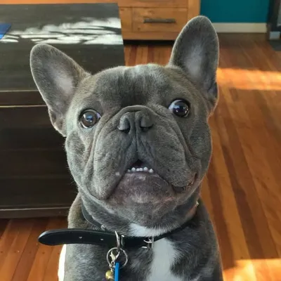 MAX THE FRENCH BULLDOG profile